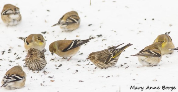 Pine Siskins and American Goldfinches