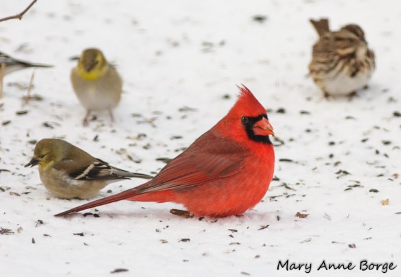 Male Northern Cardinal with American Goldfinches and Song Sparrow