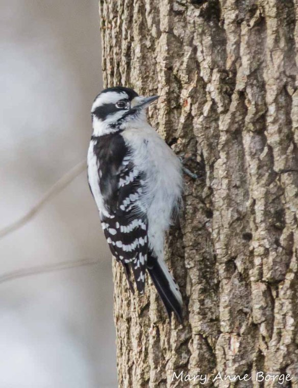 Downy Woodpecker