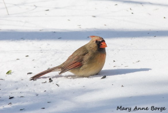 Female Northern Cardinal