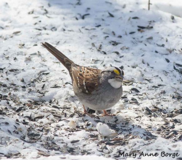 White-throated Sparrow 