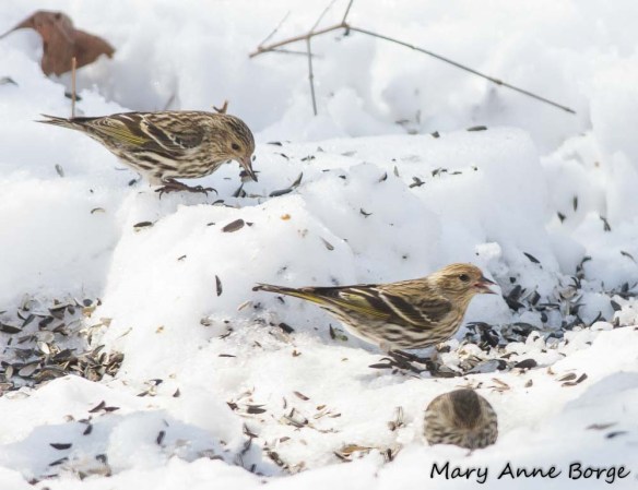 Pine Siskins