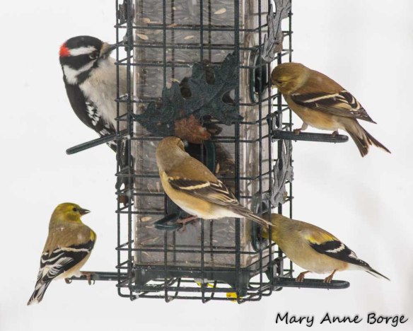 A Downy Woodpecker and Goldfinches sharing a meal