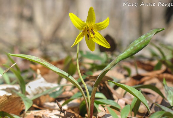 Trout Lily (Erythronium americanum)