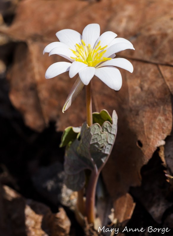 Bloodroot (Sanguinaria canadensis) 