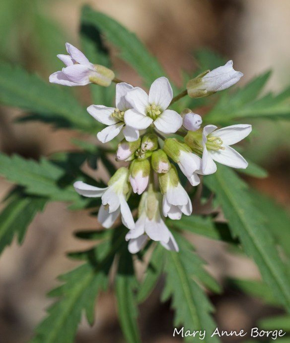Cut-leaved Toothwort (Cardamine concatenata) 