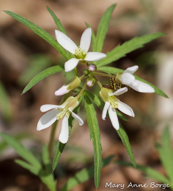 Cut-leaved Toothwort (Cardamine concatenata)  with possible nectar thief