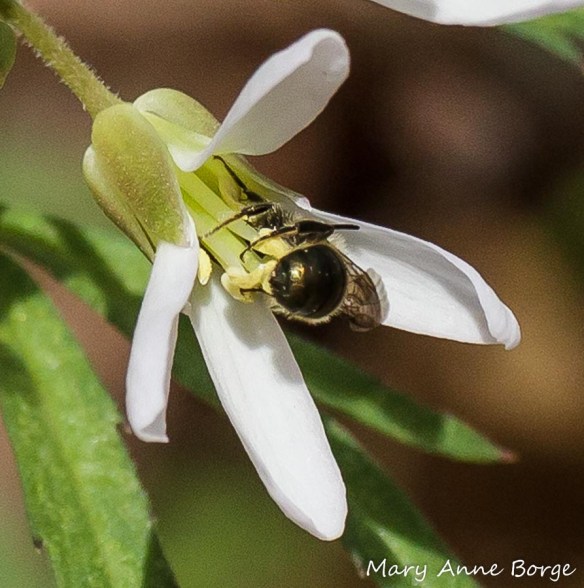 Cut-leaved Toothwort (Cardamine concatenata)  with bee