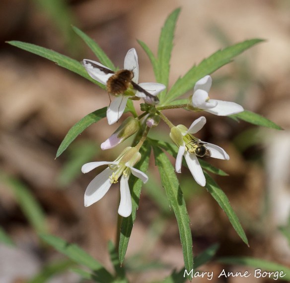 Cut-leaved Toothwort (Cardamine concatenata)  with visitors