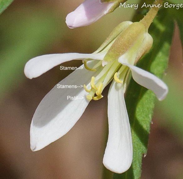Cut-leaved Toothwort (Cardamine concatenata) 
