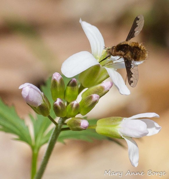 Cut-leaved Toothwort (Cardamine concatenata)  with bee-fly (Bombylius major) 