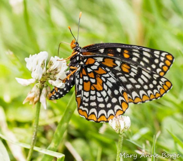 Baltimore Checkerspot