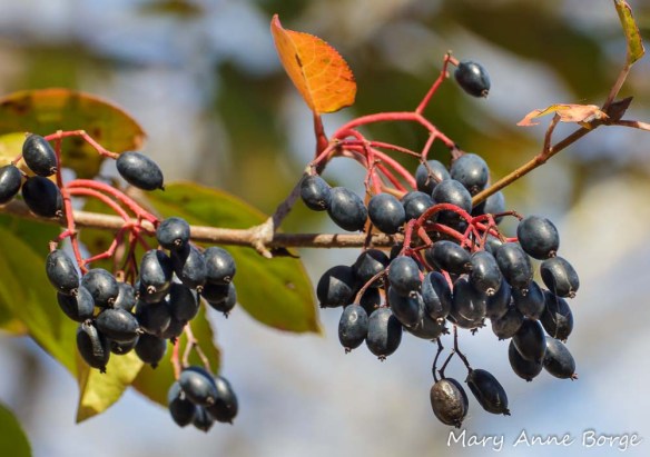 Blackhaw Viburnum (Viburnum prunifolium) fruit