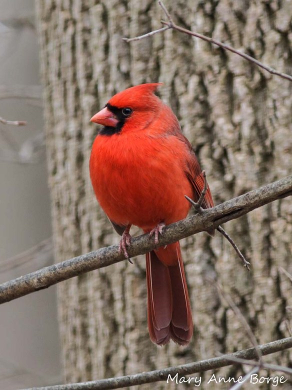Northern Cardinal