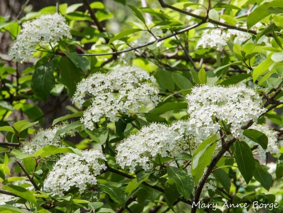 Blackhaw Viburnum (Viburnum prunifolium)