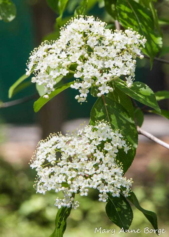 Blackhaw Viburnum (Viburnum prunifolium)