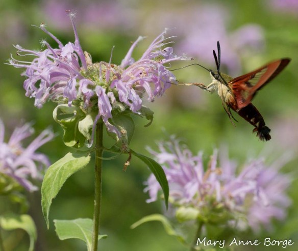Hummingbird Clearwing nectaring on Wild Bergamot (Monarda fistulosa)