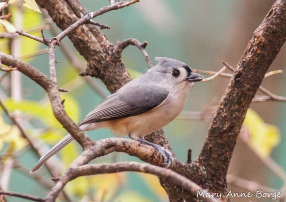 Tufted Titmouse