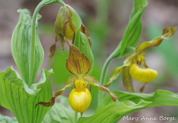 Yellow Lady's Slipper (Cypripedium parviflorum) orchids