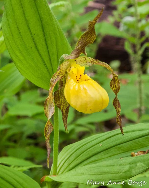 Yellow Lady's Slipper (Cypripedium parviflorum) 
