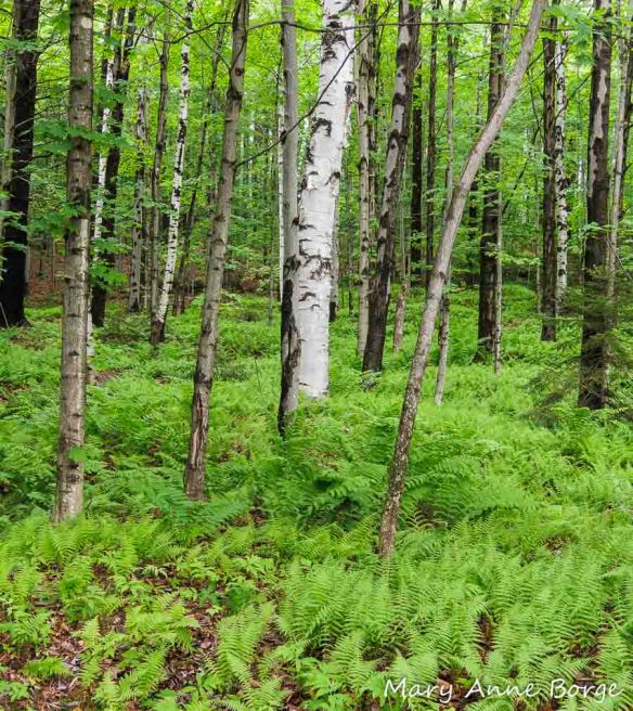 The woods from Fox Track trail at the Trapp Family Lodge