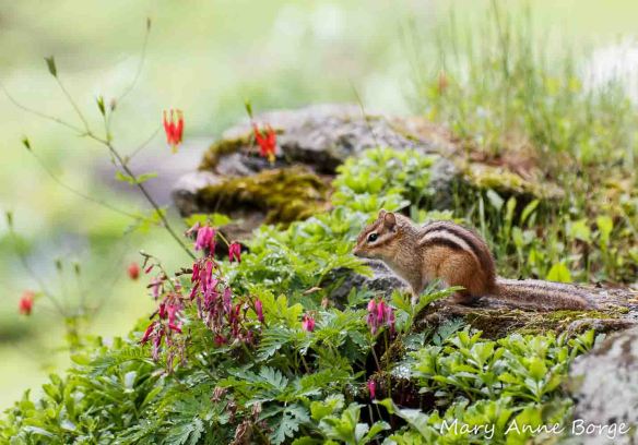 Eastern Chipmunk with Wild Columbine (Aquilegia canadensis) and Wild Bleeding Heart (Dicentra eximia)