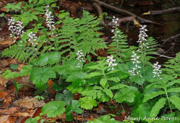 Foamflower (Tiarella cordifolia) 