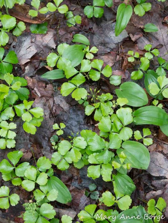 Goldthread (Coptis trifolia) with Canada Mayflower (Maianthemum canadense) leaves