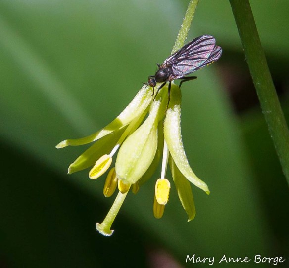 Bluebead Lily (Clintonia borealis) with flower visitor