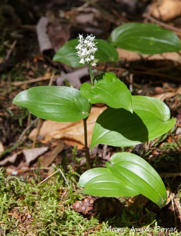 Canada Mayflower (Maianthemum canadense) 