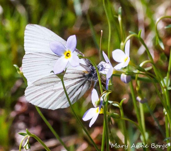 Bluets (Houstonia caerulea) with Mustard White butterfly