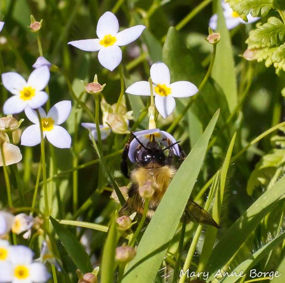 Bluets (Houstonia caerulea) with Bumble Bee