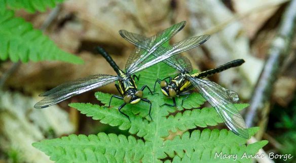 Southern Pygmy Clubtail dragonflies