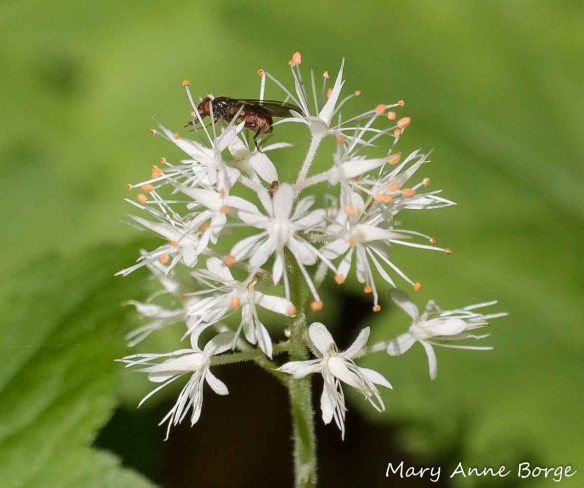 Fly harvesting pollen from Foamflower (Tiarella cordifolia)
