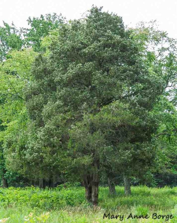 Eastern Red Cedar (Juniperus virginiana)