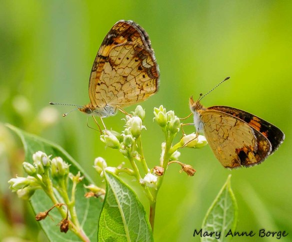 Do you come here often?