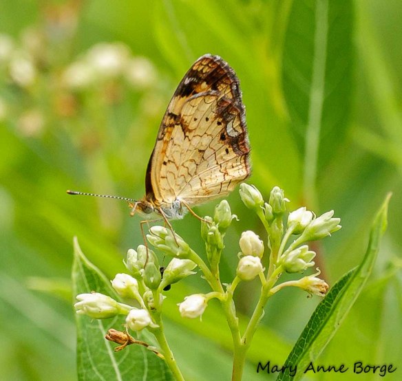 Pearl Crescent sipping nectar from Indian Hemp (Apocynum cannabinum)