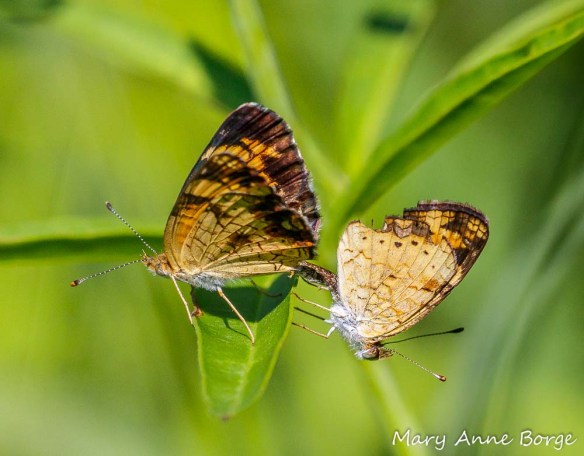 Mating Pearl Crescent butterflies