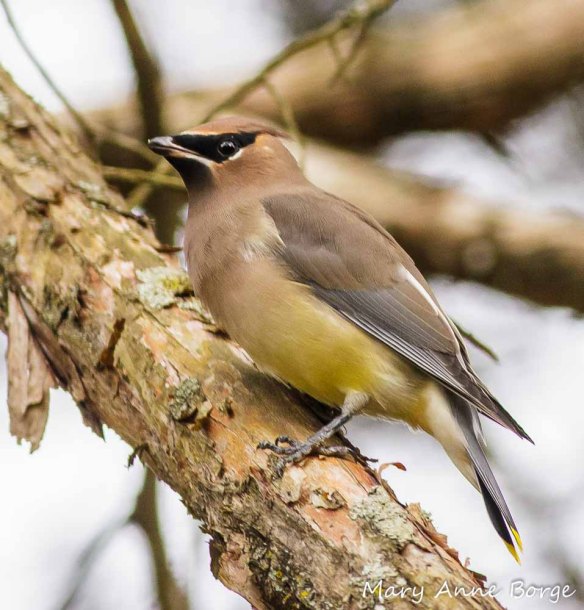 Cedar Waxwing