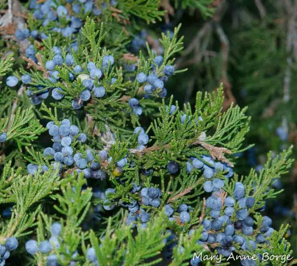 Eastern Red Cedar (Juniperus virginiana) cones
