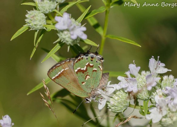 Juniper Hairstreak nectaring on Narrow-leaved Mountain Mint (Pycnanthemum tenuifolium)