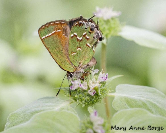 Juniper Hairstreak nectaring on Short-toothed Mountain Mint (Pycnanthemum muticum)