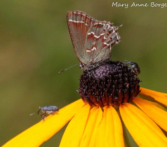 Juniper Hairstreak nectaring on Eastern Coneflower (Rudbeckia fulgida)