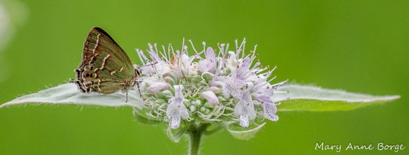 Juniper Hairstreak on Hoary Mountain Mint (Pycnanthemum incanum)