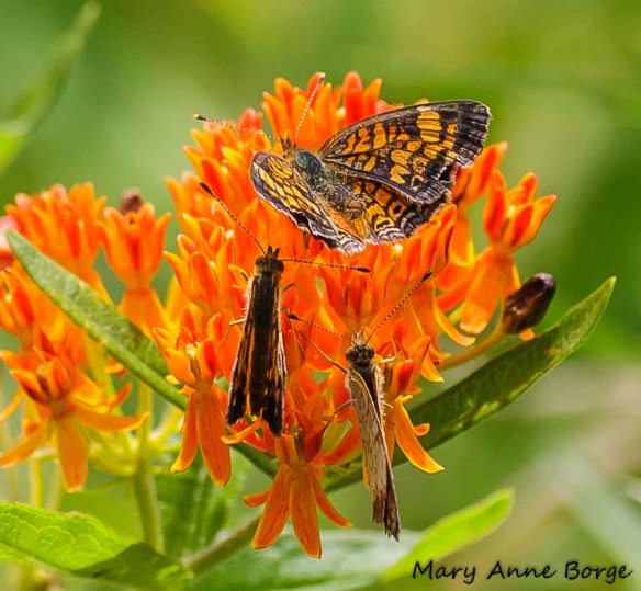 Pearl Crescent female (top) with two males hoping to capture her interest; on Butterflyweed (Asclepias tuberosa)