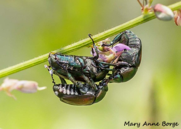 Japanese Beetles (Popillia japonica) 