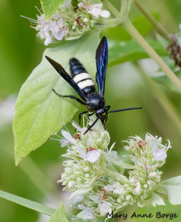 Scolia bicincta on Hoary Mountain Mint (Pycnanthemum incanum). Scolia bicincta may also be a Japanese Beetle predator.