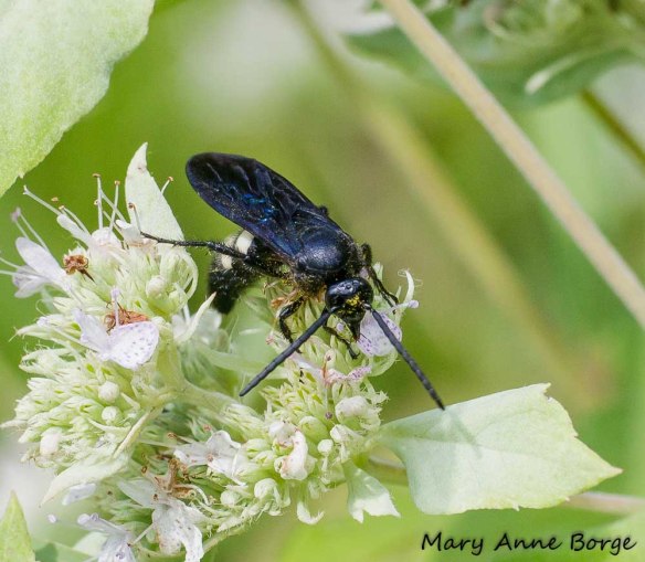 Scolia bicincta on Hoary Mountain Mint (Pycnanthemum incanum).