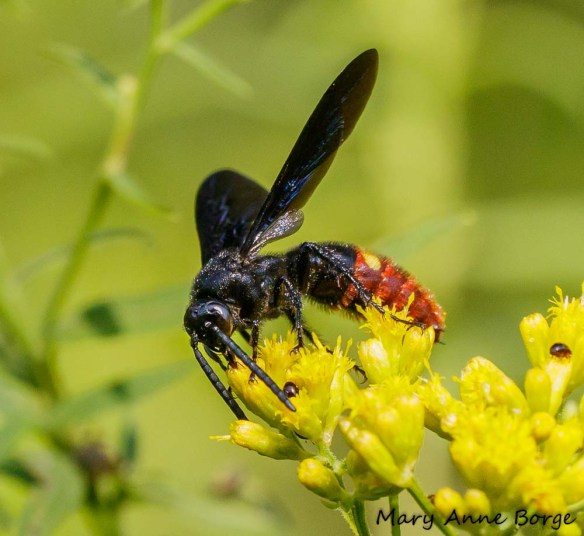 Scolia dubia on Grass-leaved Goldenrod (Euthamia graminifolia)