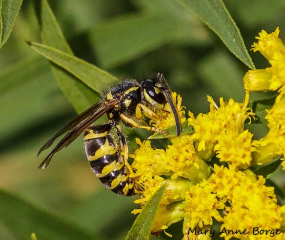 Eastern Yellowjacket (Vespula maculifrons) on Goldenrod (Solidago species)
